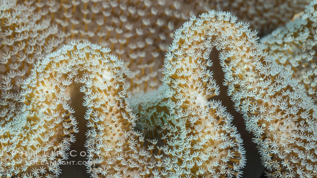 Sarcophyton leather coral showing polyp detail, close up image, Fiji. Makogai Island, Lomaiviti Archipelago, Sarcophyton, natural history stock photograph, photo id 31785
