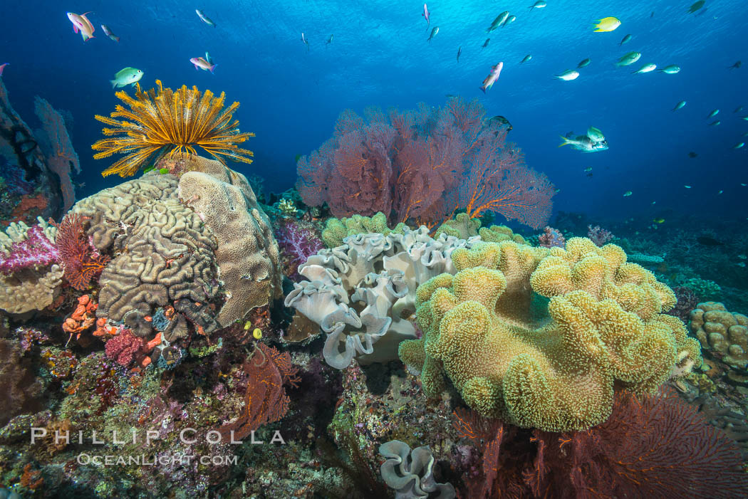 Sarcophyton leather coral, sea fan and crinoid on coral reef, Fiji. Vatu I Ra Passage, Bligh Waters, Viti Levu  Island, Crinoidea, Sarcophyton, natural history stock photograph, photo id 31475