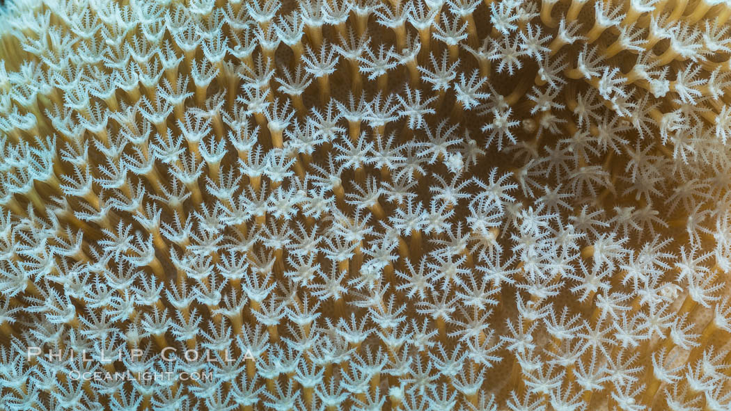 Sarcophyton leather coral showing polyp detail, close up image, Fiji. Makogai Island, Lomaiviti Archipelago, Sarcophyton, natural history stock photograph, photo id 31794