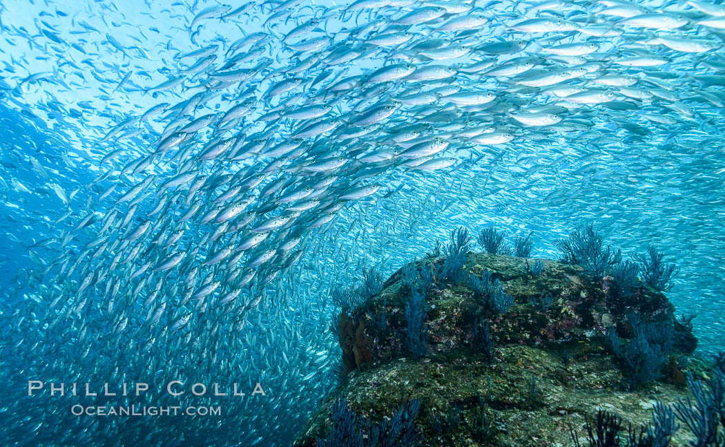 Sardines and Scad, Los Islotes, Sea of Cortez, Mexico. Baja California, natural history stock photograph, photo id 31246