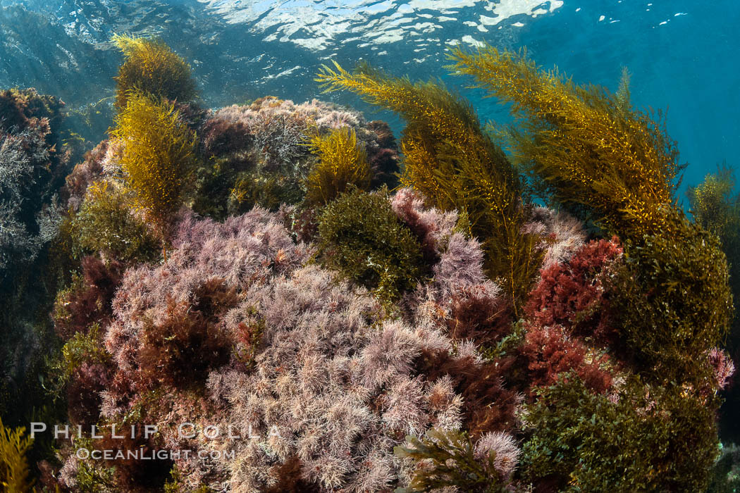 Sargassum and Marine Algae, Coronado Islands, Mexico. Coronado Islands (Islas Coronado), Baja California, natural history stock photograph, photo id 36491