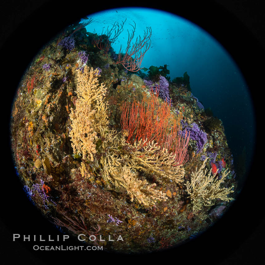 Gorgonian (yellow) that has been parasitized by zoanthid anemone (Savalia lucifica), and red gorgonian (Leptogorgia chilensis), Farnsworth Banks, Catalina Island. California, USA, Leptogorgia chilensis, Lophogorgia chilensis, natural history stock photograph, photo id 37227