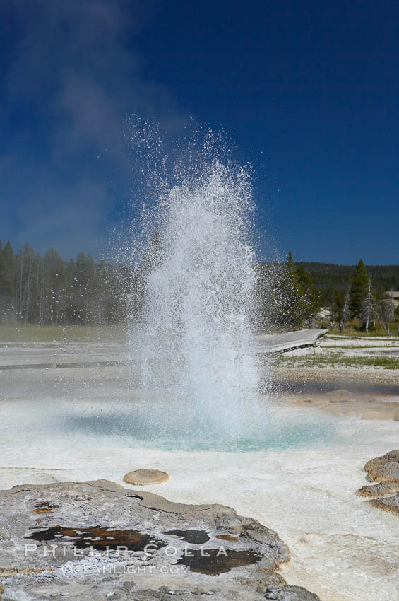 Sawmill Geyser erupting.  Sawmill Geyser is a fountain-type geyser and, in some circumstances, can be erupting about one-third of the time up to heights of 35 feet.  Upper Geyser Basin. Yellowstone National Park, Wyoming, USA, natural history stock photograph, photo id 13385