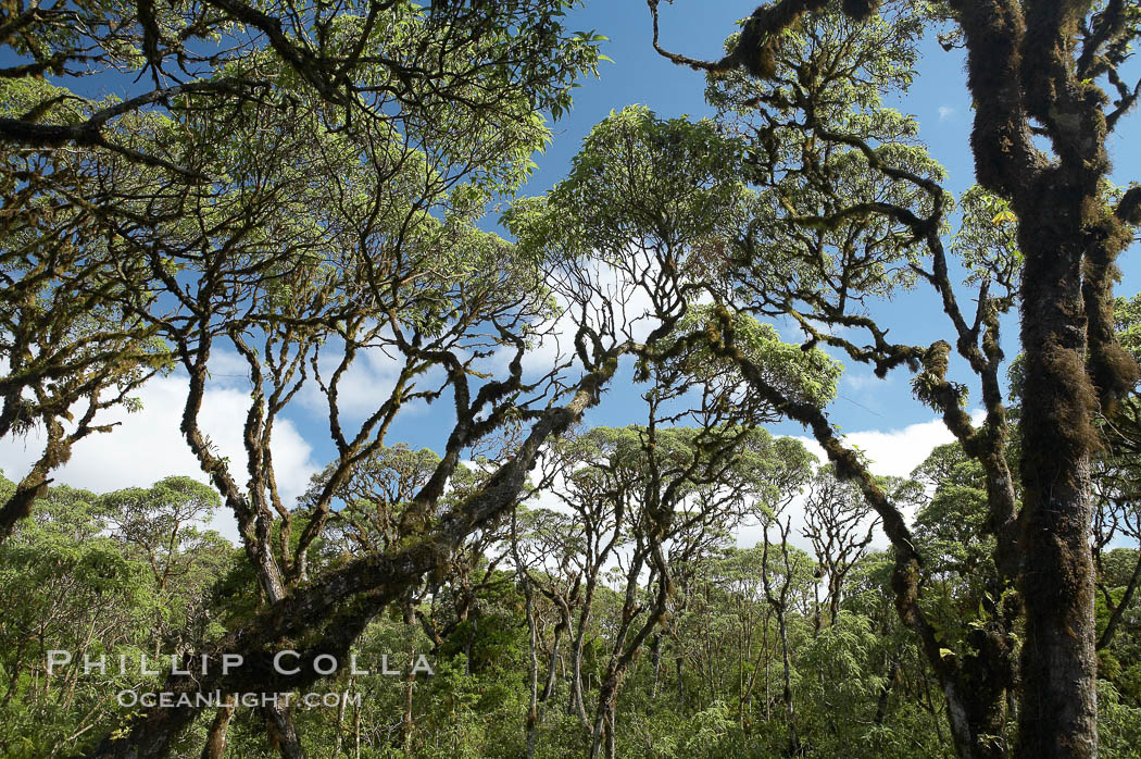 Scalesia forest, highlands of Santa Cruz Island near Twin Craters. Galapagos Islands, Ecuador, Scalesia, natural history stock photograph, photo id 16700
