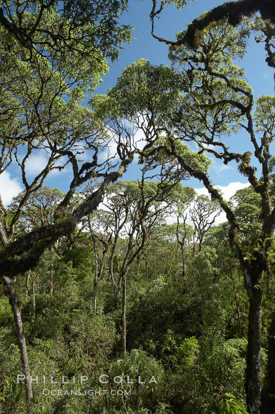Scalesia forest, highlands of Santa Cruz Island near Twin Craters. Galapagos Islands, Ecuador, Scalesia, natural history stock photograph, photo id 16701