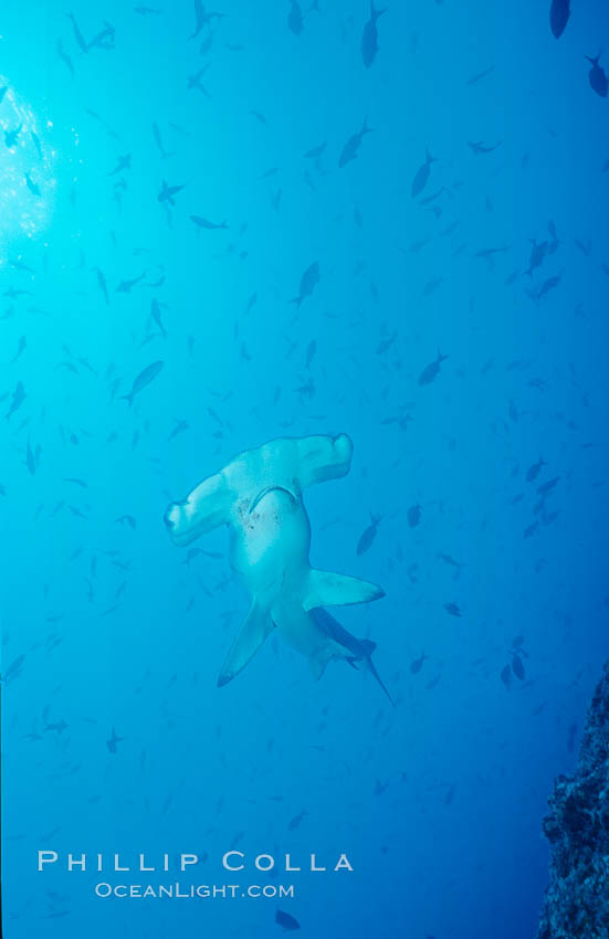 Scalloped hammerhead shark. Cocos Island, Costa Rica, Sphyrna lewini, natural history stock photograph, photo id 03206