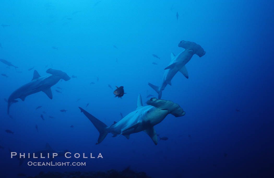 Scalloped hammerhead shark. Cocos Island, Costa Rica, Sphyrna lewini, natural history stock photograph, photo id 03218