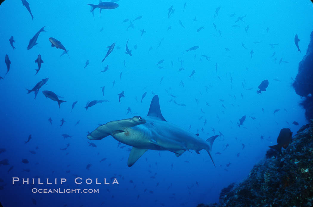 Scalloped hammerhead shark. Cocos Island, Costa Rica, Sphyrna lewini, natural history stock photograph, photo id 03242
