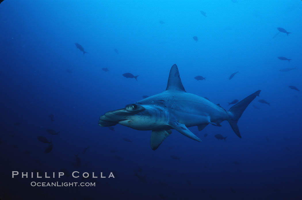 Scalloped hammerhead shark. Cocos Island, Costa Rica, Sphyrna lewini, natural history stock photograph, photo id 03246