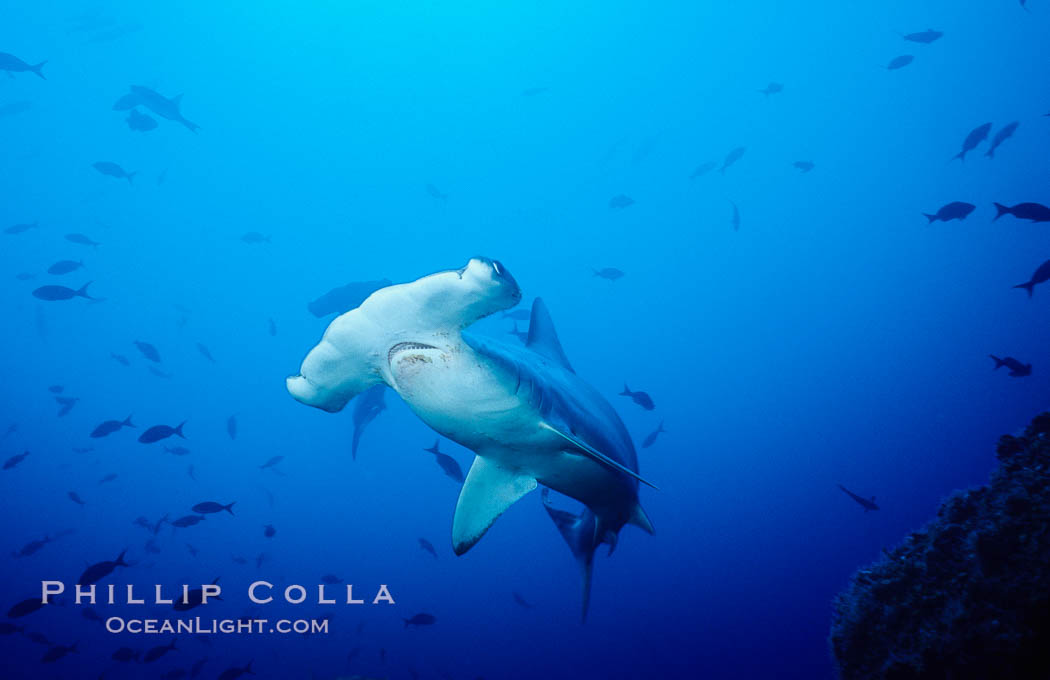 Scalloped hammerhead shark swims underwater at Cocos Island.  The hammerheads eyes and other sensor organs are placed far apart on its wide head to give the shark greater ability to sense the location of prey, Sphyrna lewini