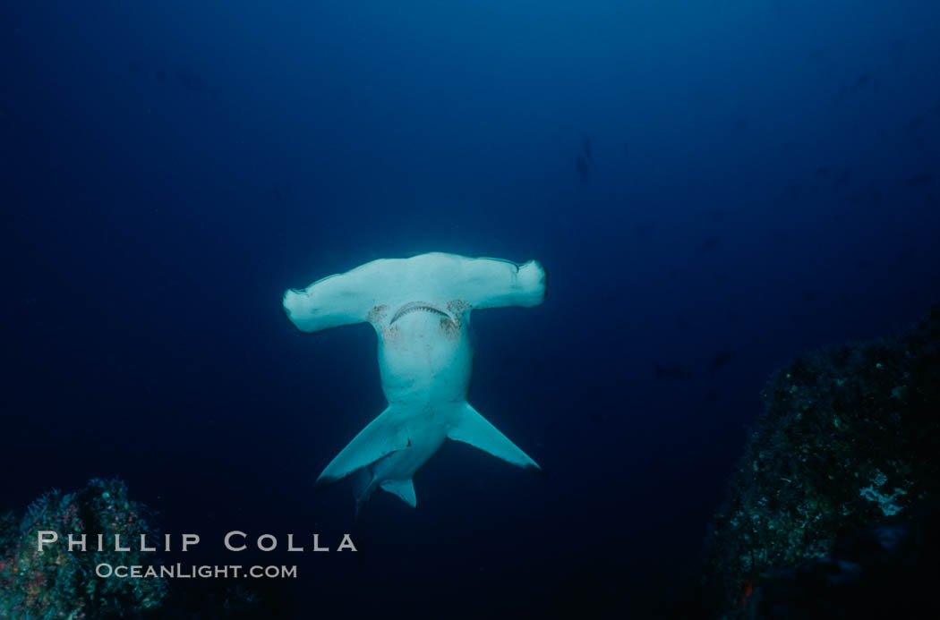 Scalloped hammerhead shark. Cocos Island, Costa Rica, Sphyrna lewini, natural history stock photograph, photo id 03196