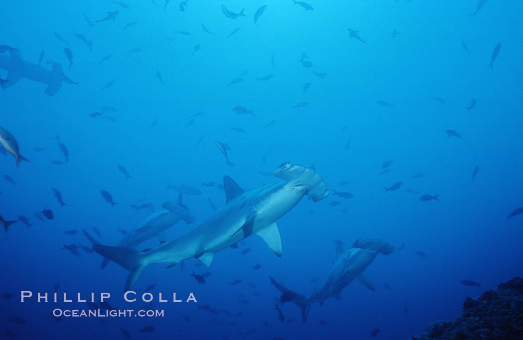 Scalloped hammerhead shark. Cocos Island, Costa Rica, Sphyrna lewini, natural history stock photograph, photo id 03208