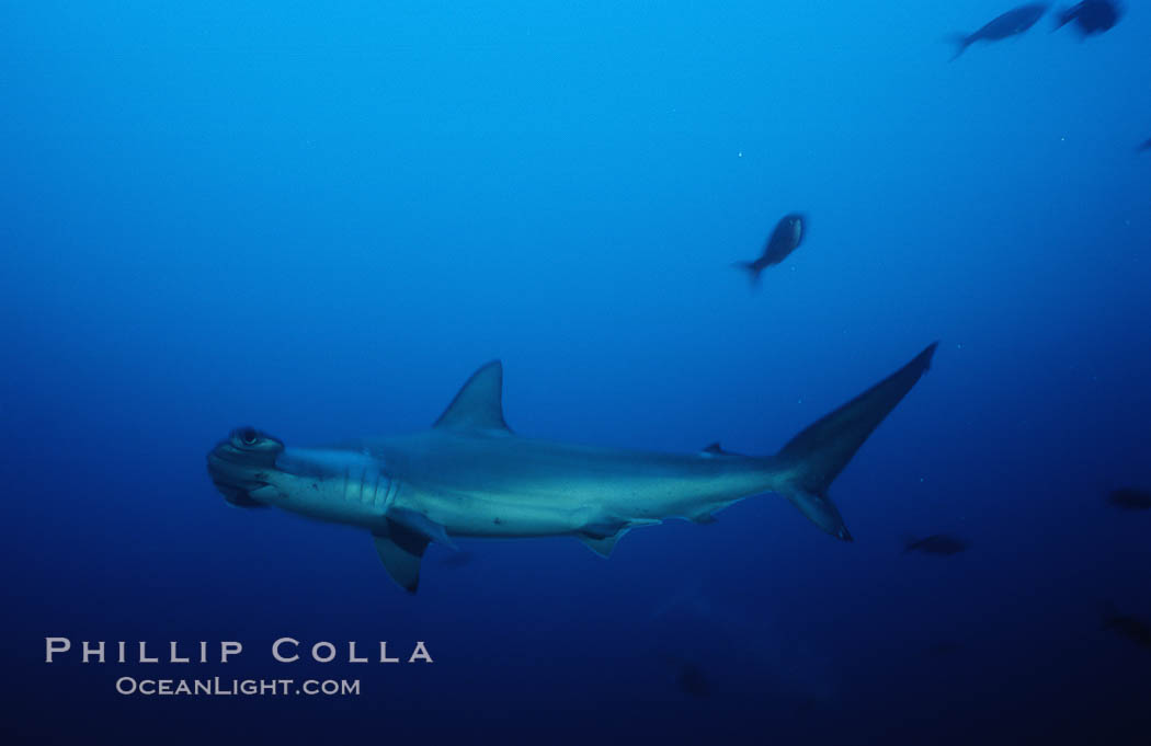 Scalloped hammerhead shark. Cocos Island, Costa Rica, Sphyrna lewini, natural history stock photograph, photo id 03212