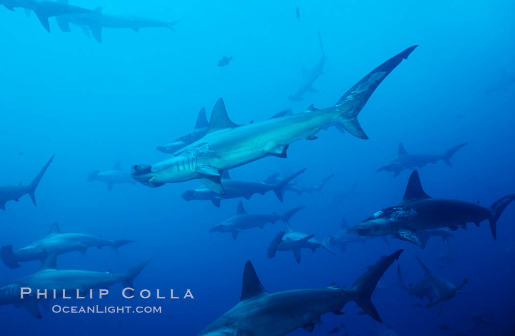 Scalloped hammerhead shark. Cocos Island, Costa Rica, Sphyrna lewini, natural history stock photograph, photo id 03216