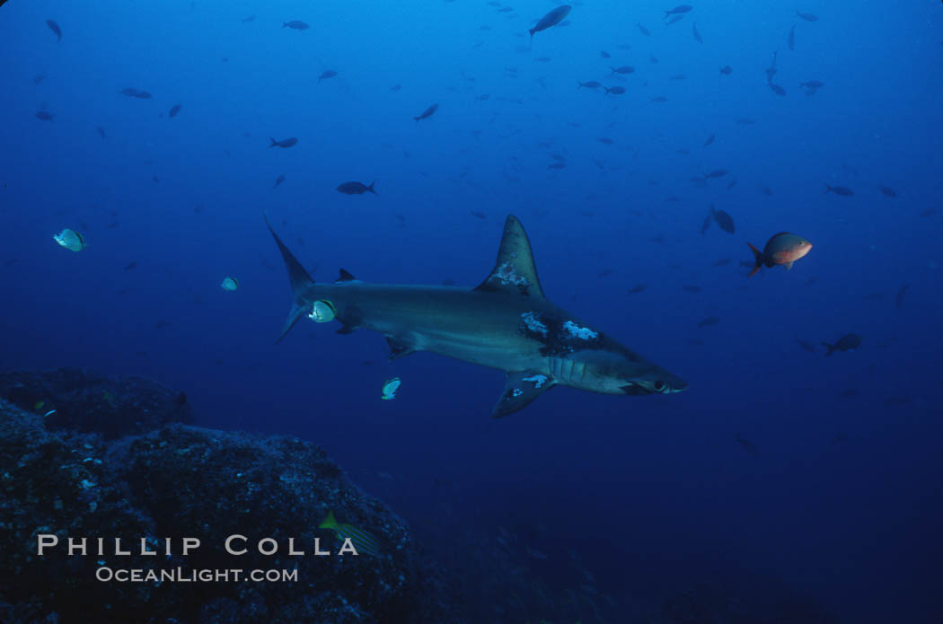 Scalloped hammerhead shark. Cocos Island, Costa Rica, Sphyrna lewini, natural history stock photograph, photo id 03248