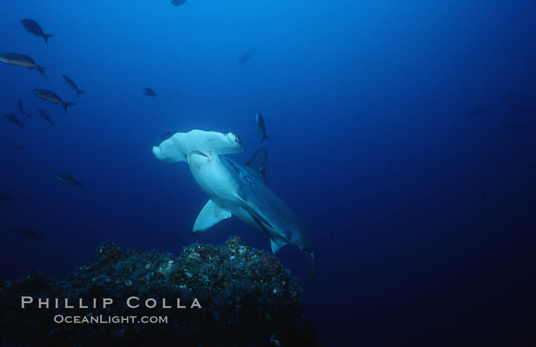 Scalloped hammerhead shark. Cocos Island, Costa Rica, Sphyrna lewini, natural history stock photograph, photo id 03195