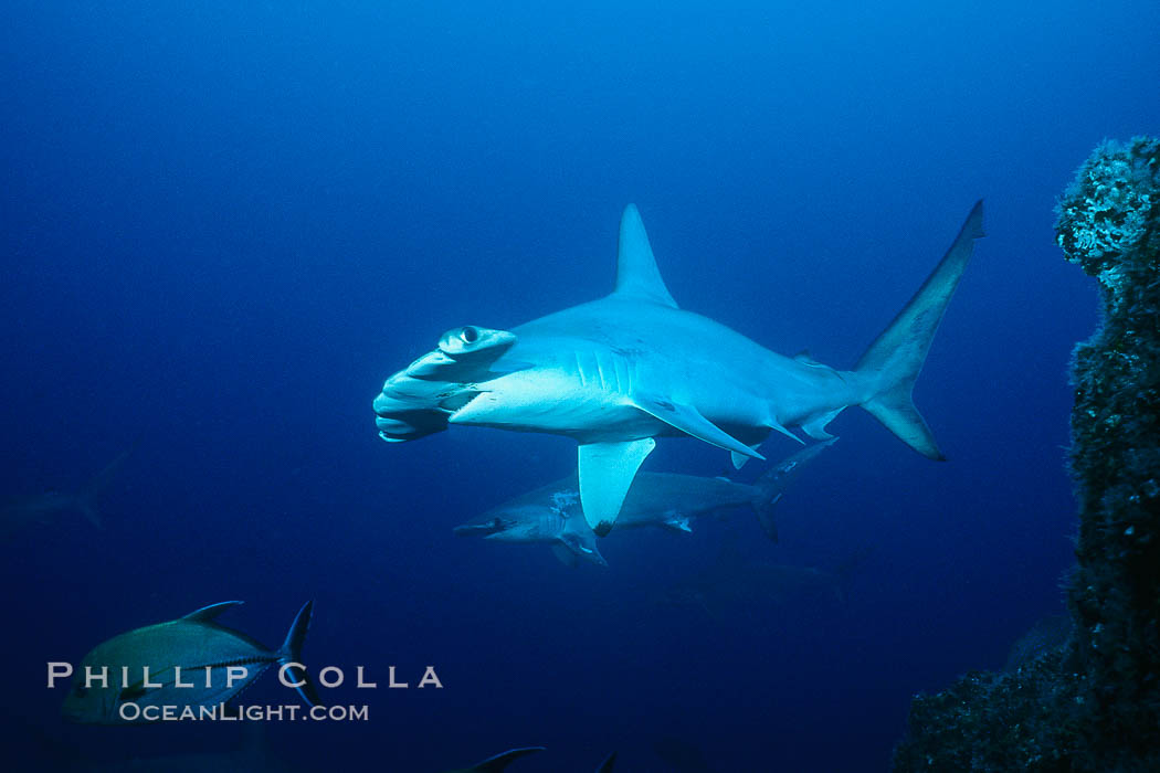 Scalloped hammerhead shark. Cocos Island, Costa Rica, Sphyrna lewini, natural history stock photograph, photo id 03199