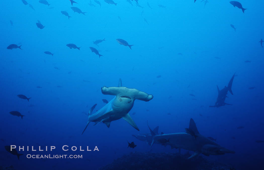 Scalloped hammerhead shark. Cocos Island, Costa Rica, Sphyrna lewini, natural history stock photograph, photo id 03207