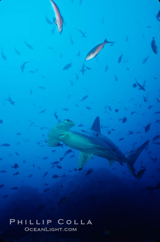 Scalloped hammerhead shark, Sphyrna lewini, Cocos Island