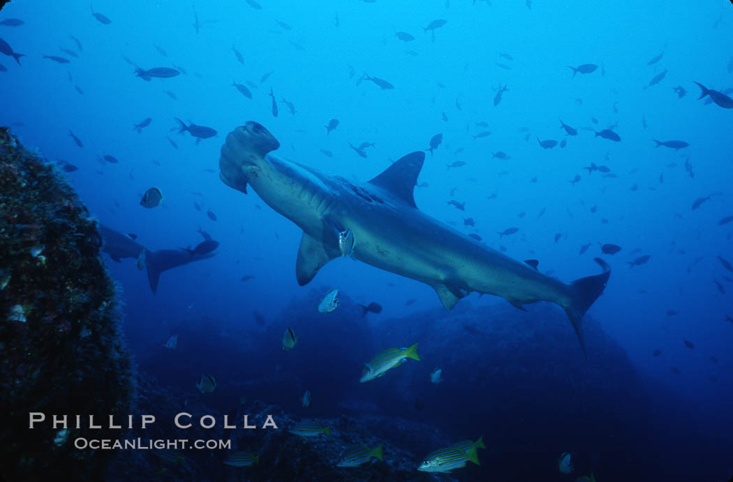 Scalloped hammerhead shark. Cocos Island, Costa Rica, Sphyrna lewini, natural history stock photograph, photo id 03247