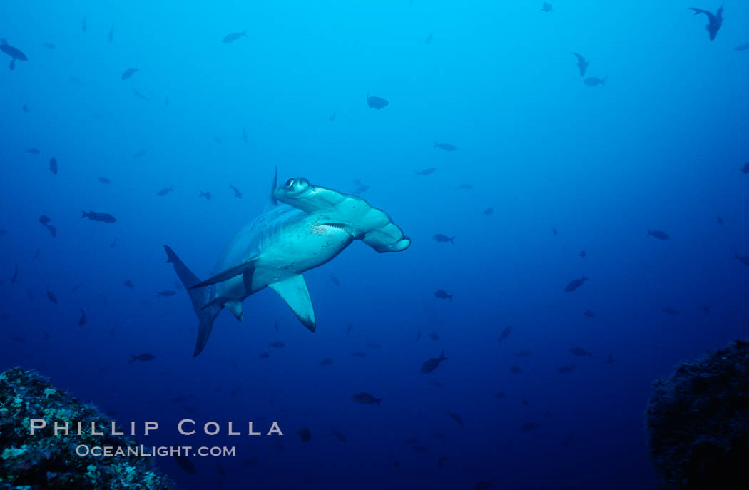 Scalloped hammerhead shark. Cocos Island, Costa Rica, Sphyrna lewini, natural history stock photograph, photo id 03193