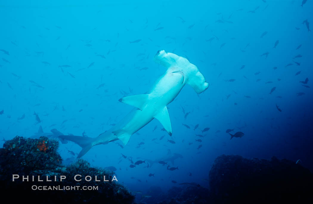Scalloped hammerhead shark. Cocos Island, Costa Rica, Sphyrna lewini, natural history stock photograph, photo id 03197