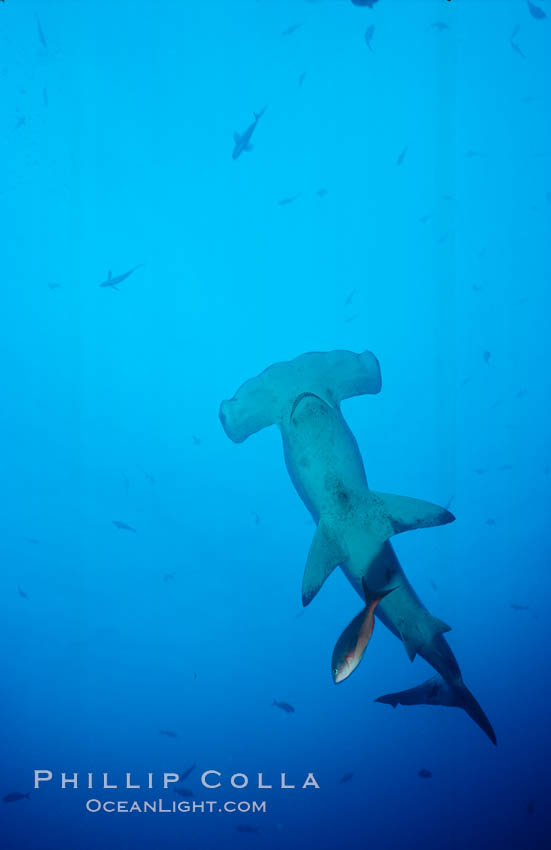 Scalloped hammerhead shark. Cocos Island, Costa Rica, Sphyrna lewini, natural history stock photograph, photo id 03205