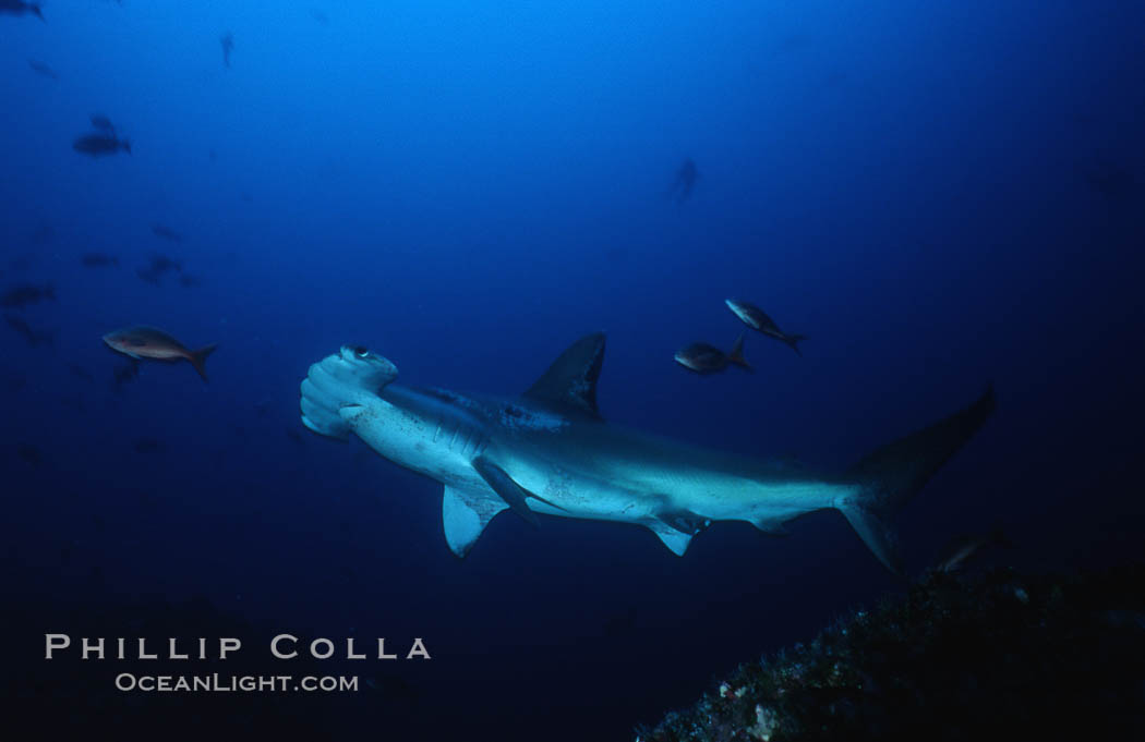 Scalloped hammerhead shark. Cocos Island, Costa Rica, Sphyrna lewini, natural history stock photograph, photo id 03213