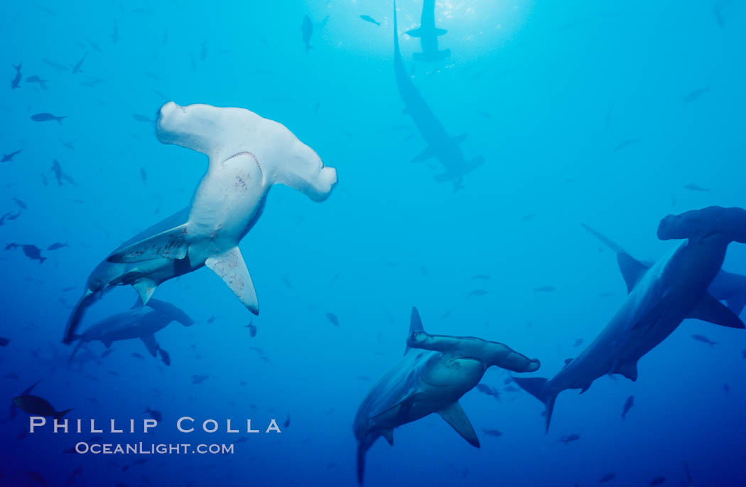 Scalloped hammerhead sharks, schooling over reef. Cocos Island, Costa Rica, Sphyrna lewini, natural history stock photograph, photo id 03217