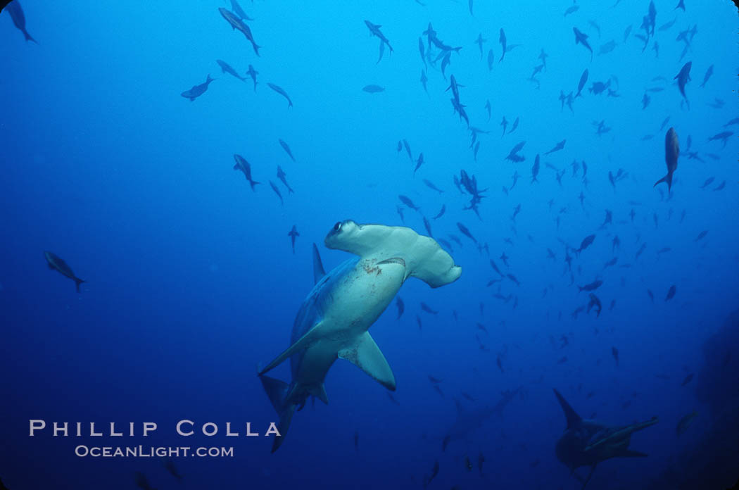 Scalloped hammerhead shark. Cocos Island, Costa Rica, Sphyrna lewini, natural history stock photograph, photo id 03241