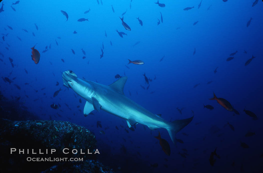 Scalloped hammerhead shark. Cocos Island, Costa Rica, Sphyrna lewini, natural history stock photograph, photo id 03245