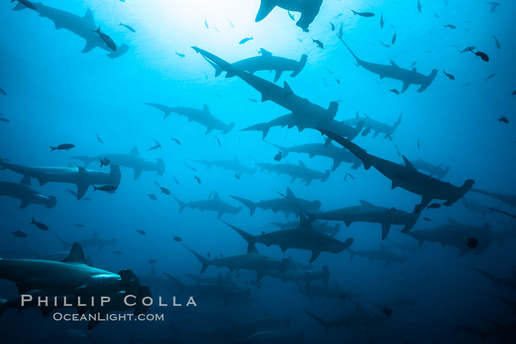 Hammerhead sharks, schooling, black and white / grainy., Sphyrna lewini, natural history stock photograph, photo id 16298