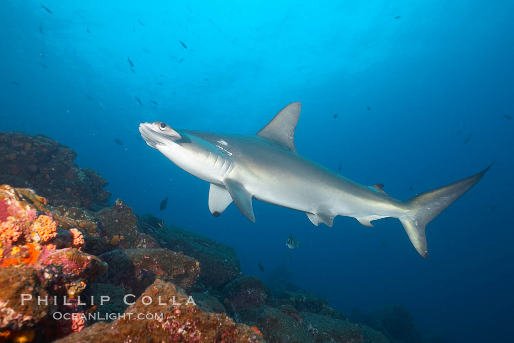 Scalloped hammerhead shark. Wolf Island, Galapagos Islands, Ecuador, Sphyrna lewini, natural history stock photograph, photo id 16302