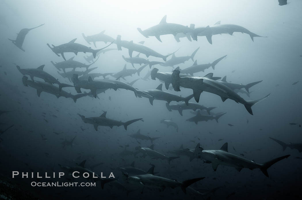 Hammerhead sharks, schooling, black and white / grainy. Darwin Island, Galapagos Islands, Ecuador, Sphyrna lewini, natural history stock photograph, photo id 18610