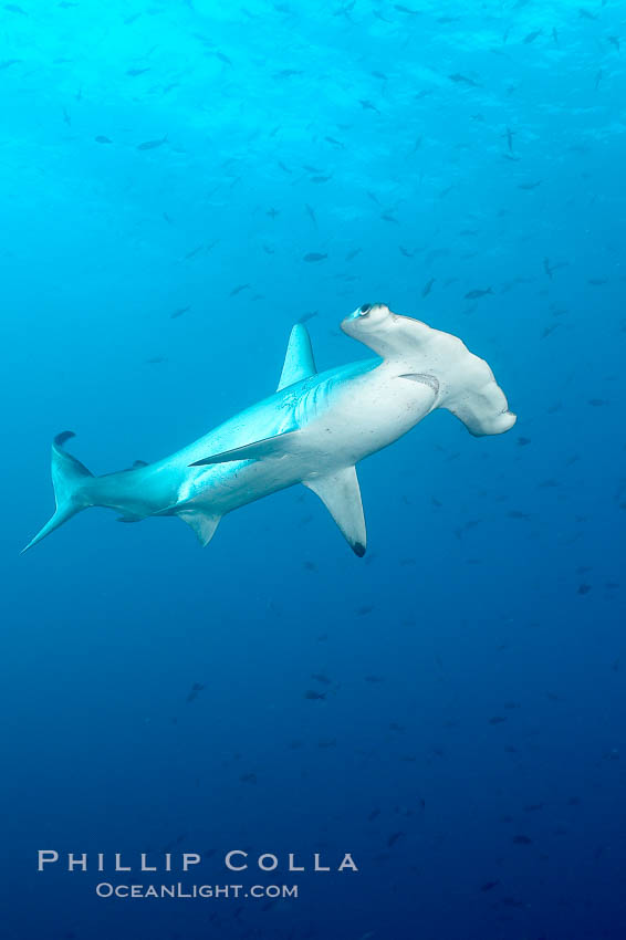 Scalloped hammerhead shark. Wolf Island, Galapagos Islands, Ecuador, Sphyrna lewini, natural history stock photograph, photo id 16300