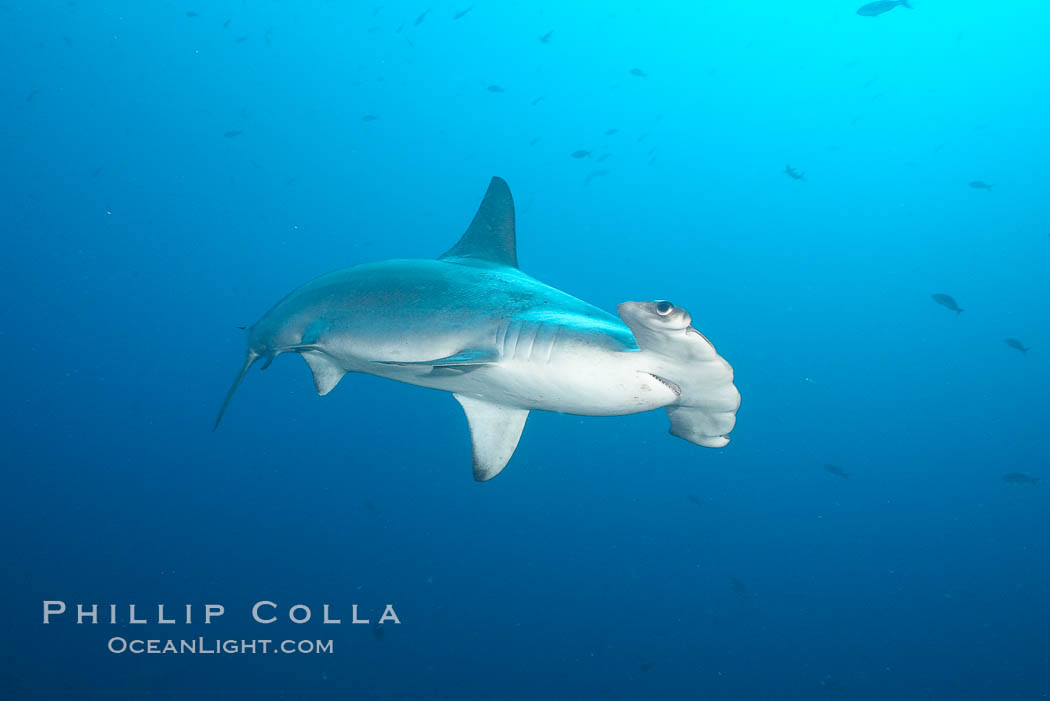 Scalloped hammerhead shark. Wolf Island, Galapagos Islands, Ecuador, Sphyrna lewini, natural history stock photograph, photo id 16304