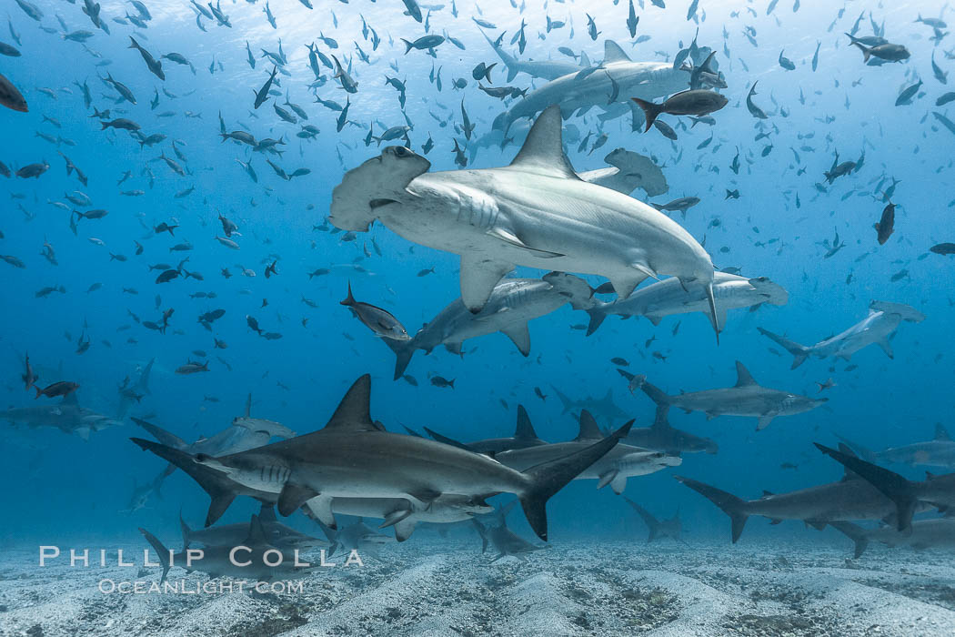 Hammerhead sharks, schooling, black and white / grainy. Darwin Island, Galapagos Islands, Ecuador, Sphyrna lewini, natural history stock photograph, photo id 18604