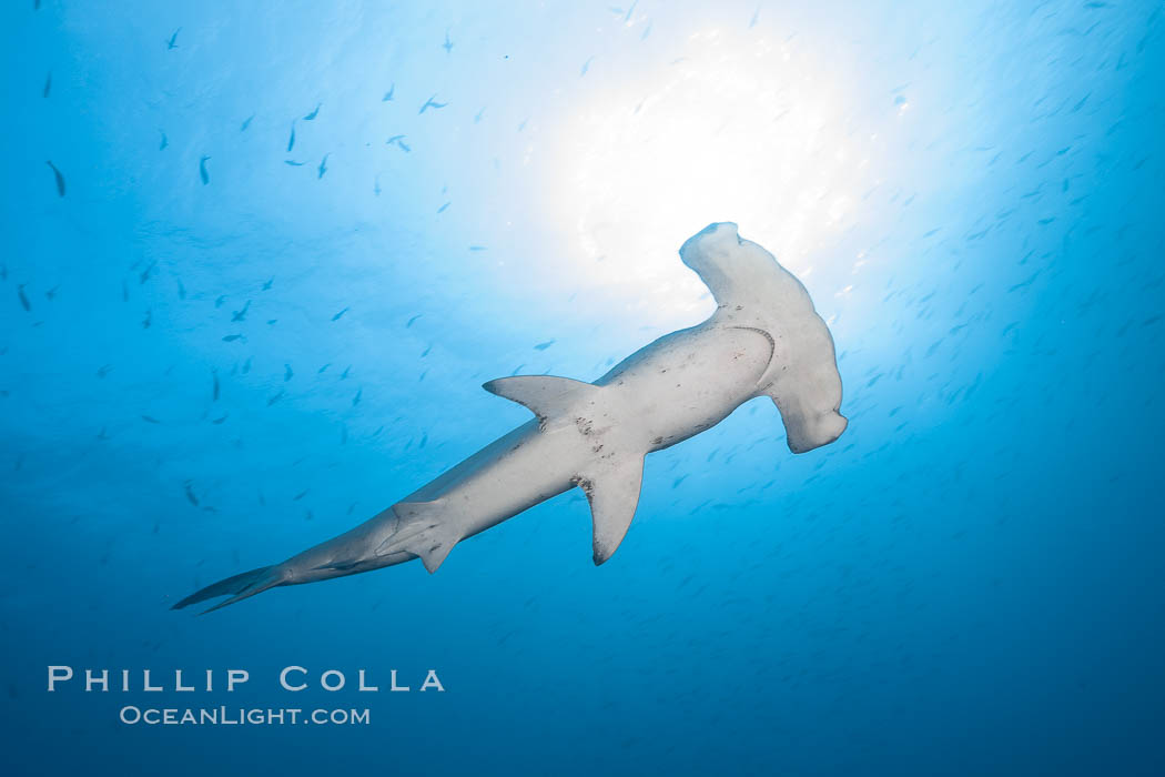 Scalloped hammerhead shark, black and white / grainy. Wolf Island, Galapagos Islands, Ecuador, Sphyrna lewini, natural history stock photograph, photo id 16303