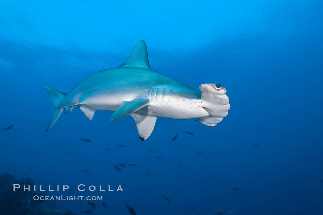 Scalloped hammerhead shark. Darwin Island, Galapagos Islands, Ecuador, Sphyrna lewini, natural history stock photograph, photo id 16307