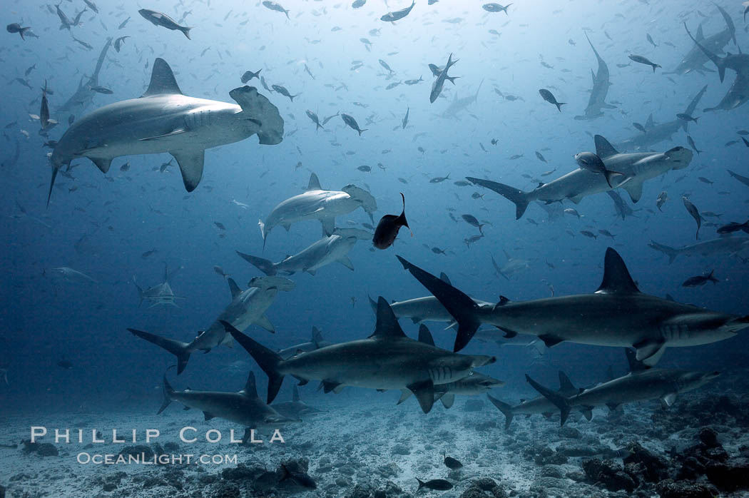Hammerhead sharks, schooling, black and white / grainy. Darwin Island, Galapagos Islands, Ecuador, Sphyrna lewini, natural history stock photograph, photo id 18605