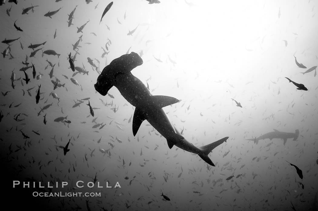Hammerhead sharks, schooling, black and white / grainy., Sphyrna lewini, natural history stock photograph, photo id 18609