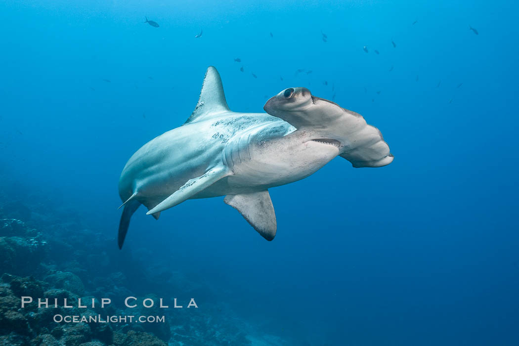 Scalloped hammerhead shark swims over a reef in the Galapagos Islands.  The hammerheads eyes and other sensor organs are placed far apart on its wide head to give the shark greater ability to sense the location of prey, Sphyrna lewini, Wolf Island