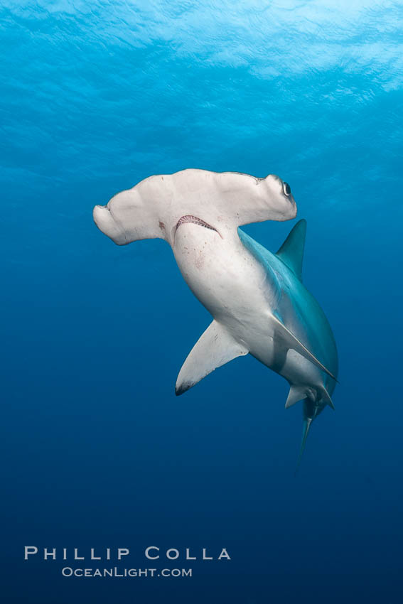 Scalloped hammerhead shark. Wolf Island, Galapagos Islands, Ecuador, Sphyrna lewini, natural history stock photograph, photo id 16250