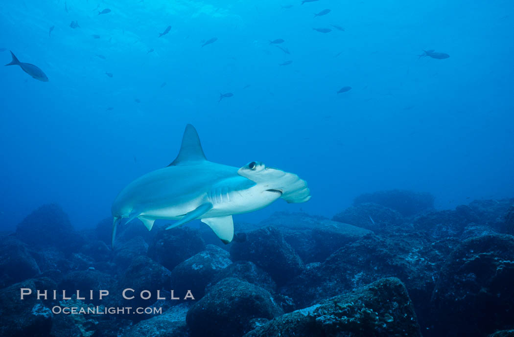 Scalloped hammerhead shark. Galapagos Islands, Ecuador, Sphyrna lewini, natural history stock photograph, photo id 01552