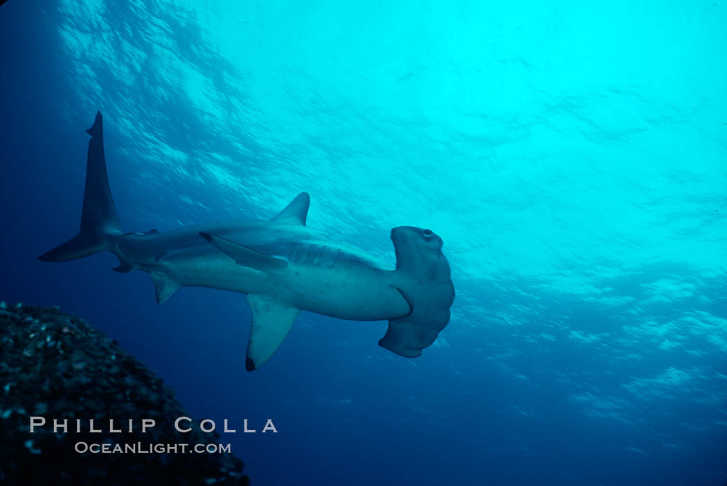 Scalloped hammerhead shark. Galapagos Islands, Ecuador, Sphyrna lewini, natural history stock photograph, photo id 01688