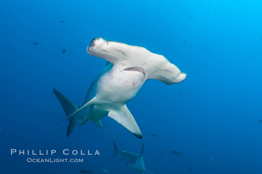 Scalloped hammerhead shark. Darwin Island, Galapagos Islands, Ecuador, Sphyrna lewini, natural history stock photograph, photo id 16248