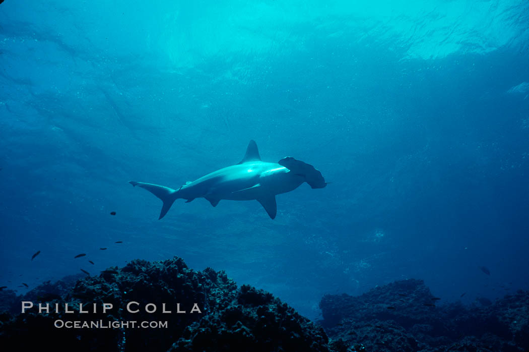 Scalloped hammerhead shark. Galapagos Islands, Ecuador, Sphyrna lewini, natural history stock photograph, photo id 01531
