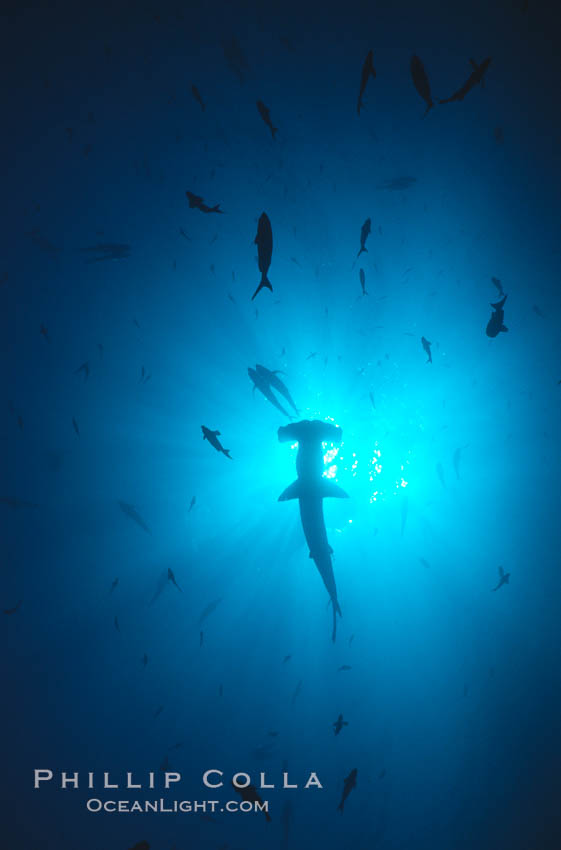 Scalloped hammerhead shark. Galapagos Islands, Ecuador, Sphyrna lewini, natural history stock photograph, photo id 01545