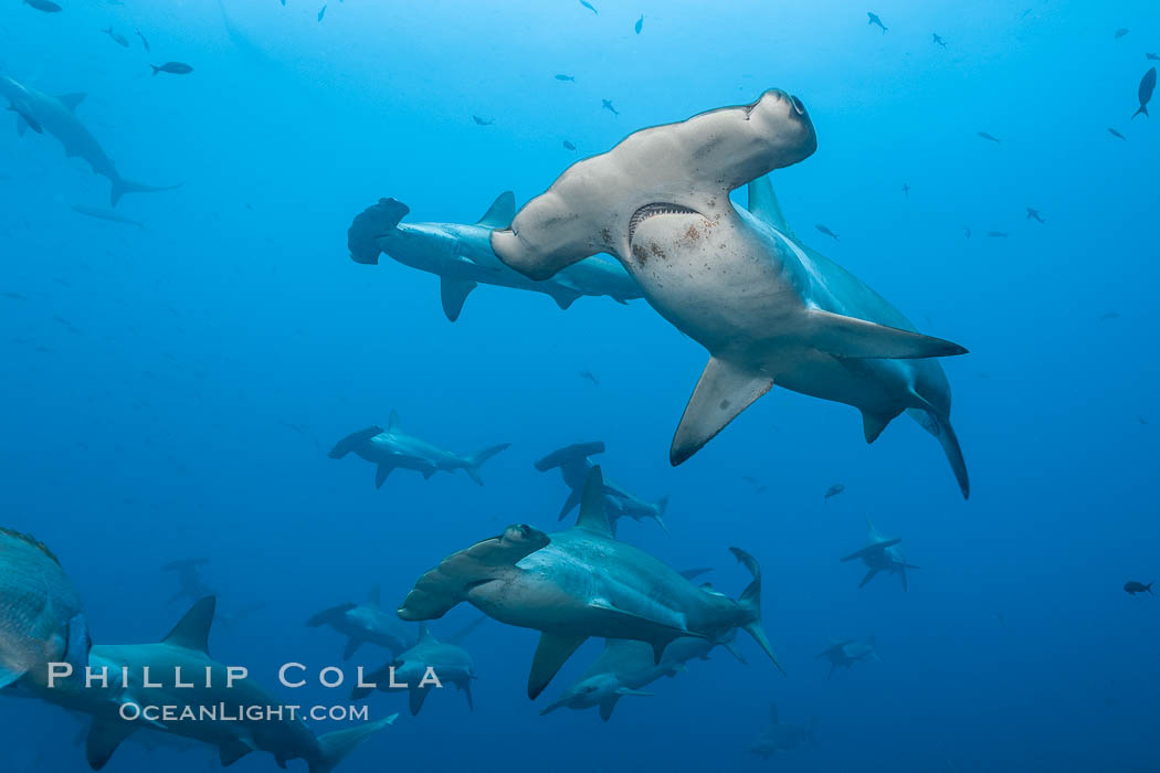 Hammerhead sharks, schooling. Wolf Island, Galapagos Islands, Ecuador, Sphyrna lewini, natural history stock photograph, photo id 16257