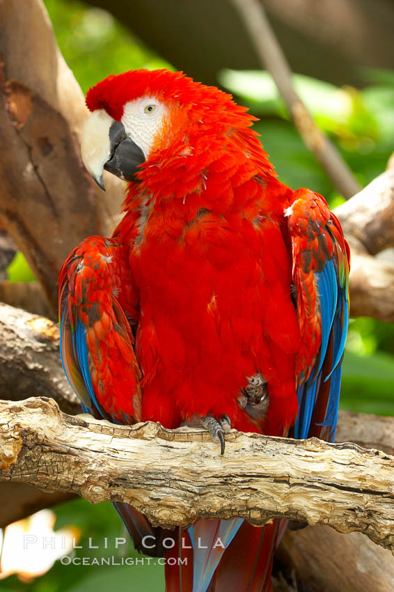 Scarlet macaw., Ara macao, natural history stock photograph, photo id 12547